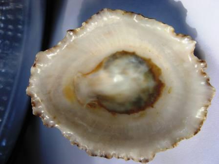 Cos''� ferrugina??